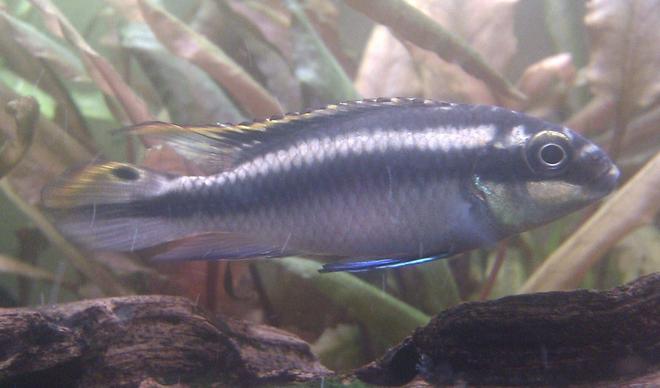 freshwater fish - pelvicachromis pulcher - kribensis cichlid stocking in 25 gallons tank - Male Kribensis