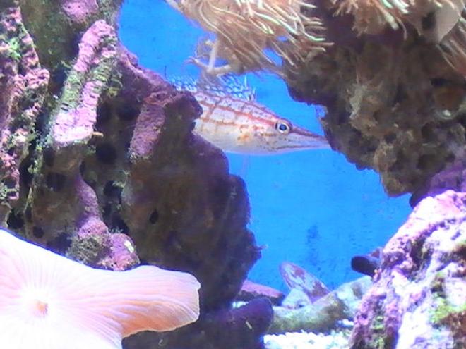 saltwater fish - oxycirrhites typus - longnose hawkfish stocking in 55 gallons tank - My Hawk fish peaking out