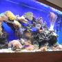 fish tank picture - Updated Full tank picture