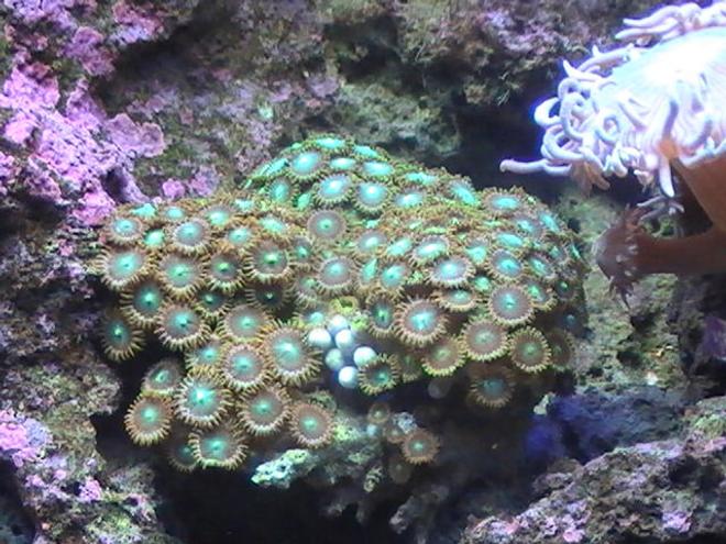 corals inverts - zoanthus sp. - colony polyp, orange/green stocking in 55 gallons tank - Green Zoo's