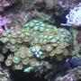corals inverts - zoanthus sp. - colony polyp, orange/green stocking in 55 gallons tank - Green Zoo's
