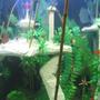 fish tank picture - center of Atlantis