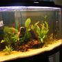 46 gallons planted tank (mostly live plants and fish) - 46