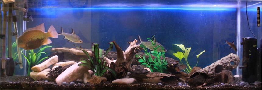 Rated #45: 200 Gallons Freshwater Fish Tank - New setup to make many crevices for my loaches, cichlids and catfish.