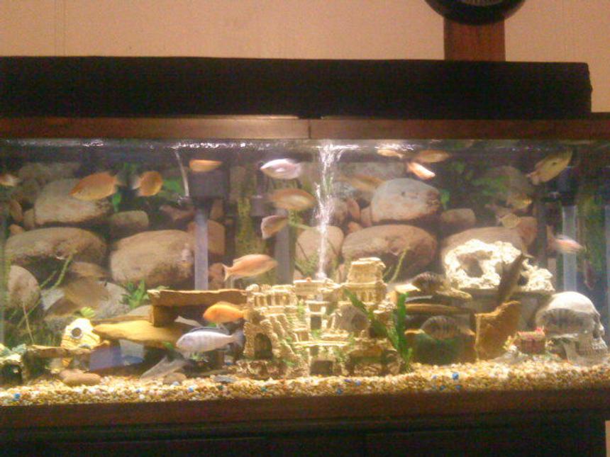 Rated #261: 55 Gallons Freshwater Fish Tank - My Tank