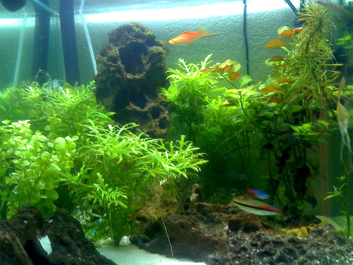 20 gallons planted tank (mostly live plants and fish) - Enlarge The Image Try An Find.................. Glass Catfish, Green mushroom, Tiki Statue, 2 Neons, 1 Guppy, Baby yellow Snail.