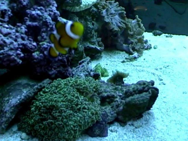 corals inverts - euphyllia paradivisa - frogspawn coral - my clown, frogspawn, trumpet, and lettuse leather.