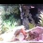 125 gallons freshwater fish tank (mostly fish and non-living decorations) - Whole 125gallons of Tank