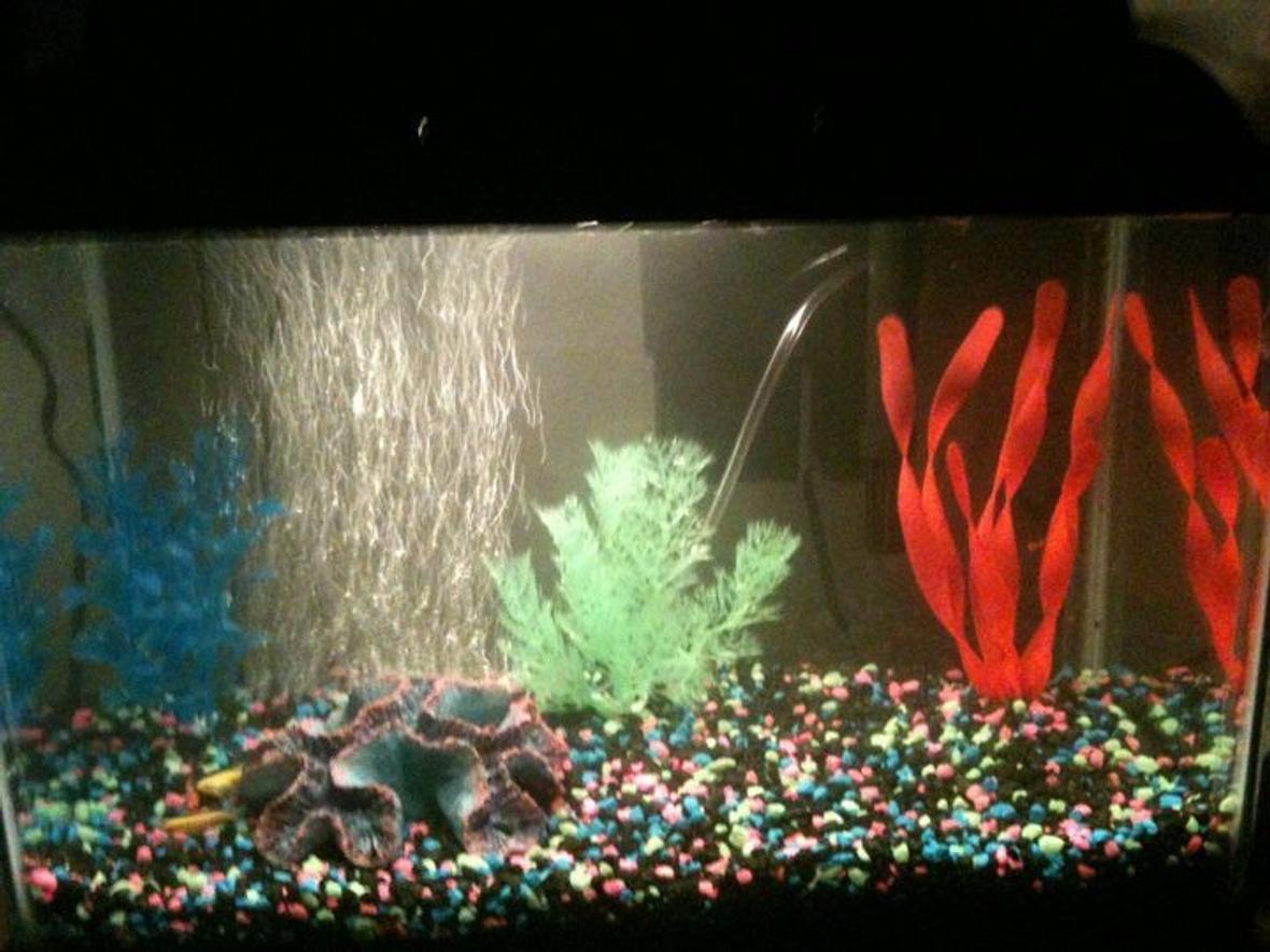 5 gallons freshwater fish tank (mostly fish and non-living decorations) - This is my brand new 5 gal. tank :-) Never worked with black gravel, so I had to add a bit of color :-) Got 3 glowfish in their too ^_^ Should I switch the green and pink decor? Couldn't hide the tubbing :/