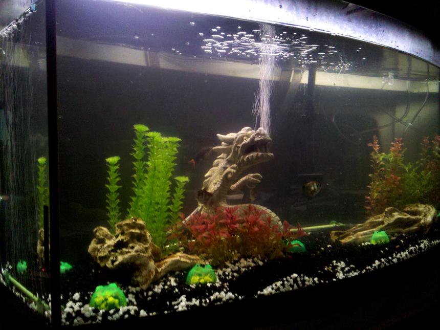 Rated #254: 72 Gallons Freshwater Fish Tank - My Freshwater Tank