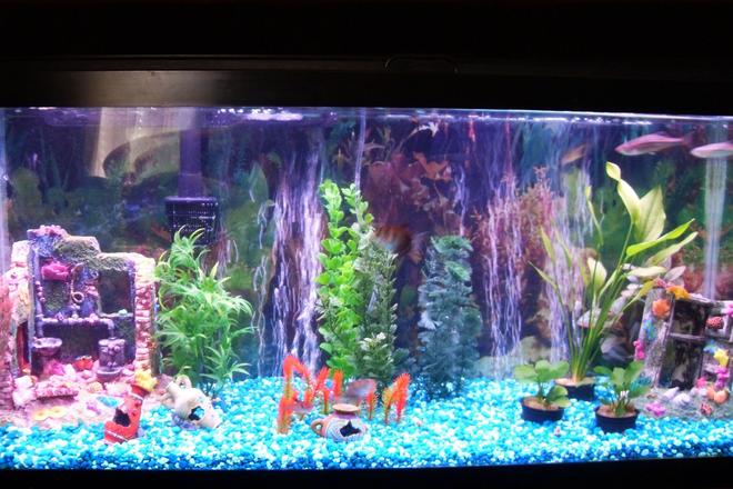 55 gallons freshwater fish tank (mostly fish and non-living decorations) - My freshwater setup.