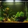37 gallons planted tank (mostly live plants and fish) - 37gal.low-light,low-tech