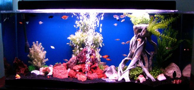 55 gallons freshwater fish tank (mostly fish and non-living decorations) - school
