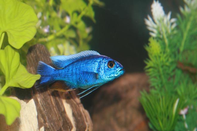 freshwater fish - sciaenochromis fryeri - electric blue hap stocking in 55 gallons tank - Electric Blue