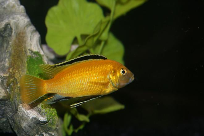 freshwater fish - labidochromis caeruleus - electric yellow cichlid stocking in 55 gallons tank - Electric Yellow