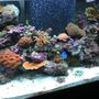 75 gallons reef tank (mostly live coral and fish) - new 75 gal tank