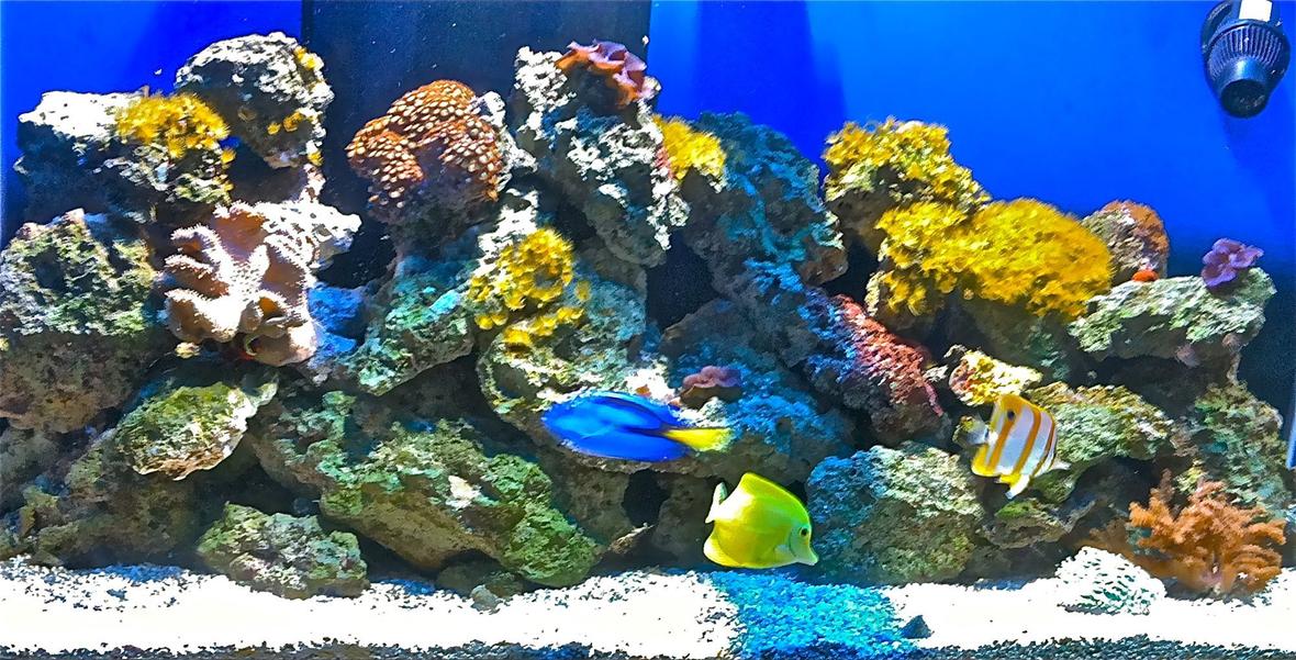 110 gallons reef tank (mostly live coral and fish) - Tank with Leather Toadstool, Many different types of corals. Blue Regal, Yellow Tang, Copperband, and Clownfish.