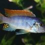 freshwater fish - labidochromis sp. - hongi stocking in 55 gallons tank - Red Cap Itungi