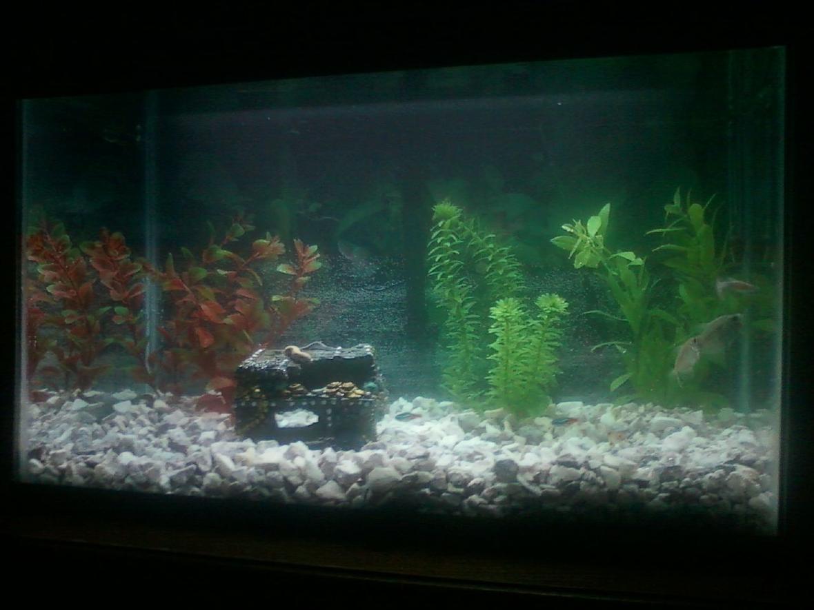 20 gallons freshwater fish tank (mostly fish and non-living decorations) - my tank