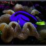 saltwater fish - paracanthurus hepatus - blue tang - rate it