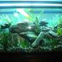 90 gallons freshwater fish tank (mostly fish and non-living decorations) - my new set up