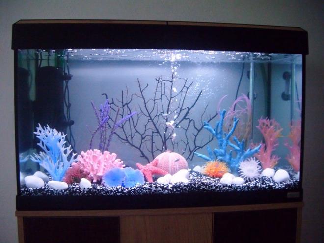 30 gallons freshwater fish tank (mostly fish and non-living decorations) - picture of fluval roma Decorated according to its style