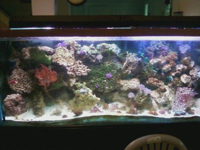 75 gallons reef tank (mostly live coral and fish) - 150g reef
