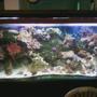 75 gallons reef tank (mostly live coral and fish) - 150g reef