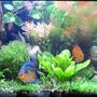 fish tank picture - A few of my discus.