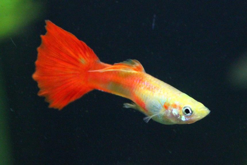 Rated #25: Freshwater Fish - Poecilia Reticulata - Orange Sunshine Guppy Stocking In 29 Gallons Tank - guppy