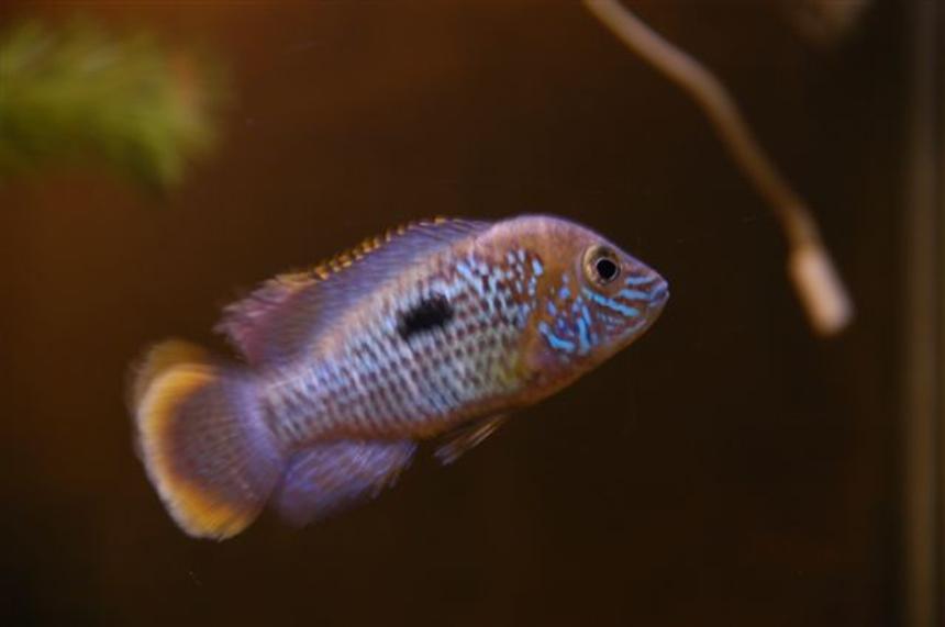 Rated #98: Freshwater Fish - Aequidens Rivulatus - Green Terror Stocking In 55 Gallons Tank - American Cichlid