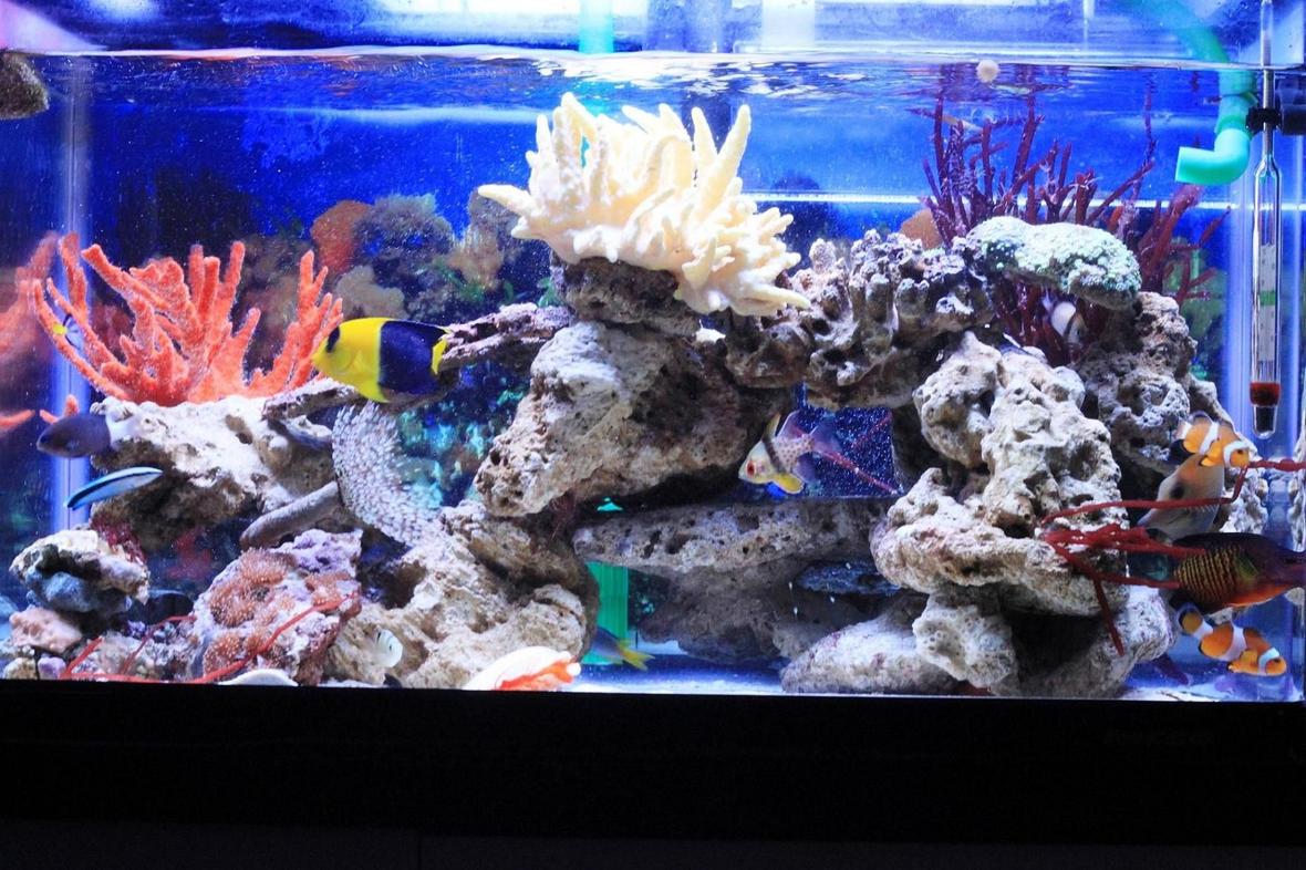 60 gallons reef tank (mostly live coral and fish) - My saample photos for 2ft tank..4ft tank coming soon...