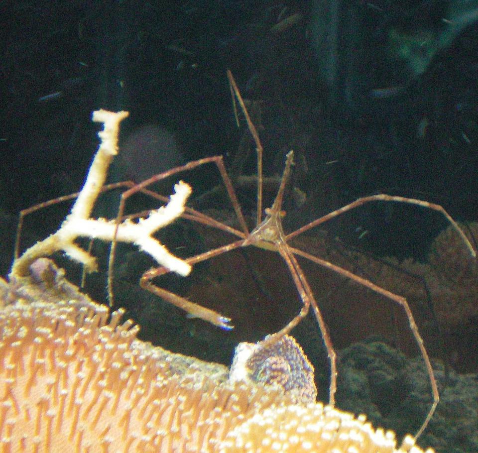 corals inverts - stenorhynchus seticornis - arrow crab stocking in 60 gallons tank - Aarowhead Crab on Toad Stool Leather