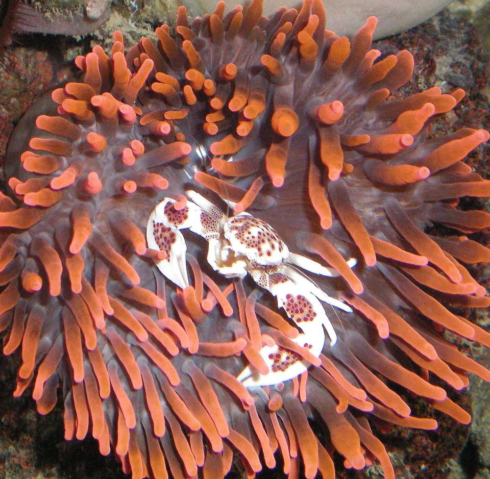 corals inverts - entacmaea quadricolor - bulb anemone stocking in 60 gallons tank - Rosetip Bubble Annome with Porcelin Annome Crab