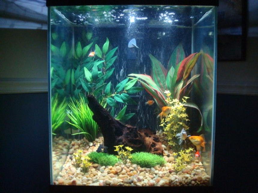 Rated #117: 40 Gallons Freshwater Fish Tank - Goldies at play