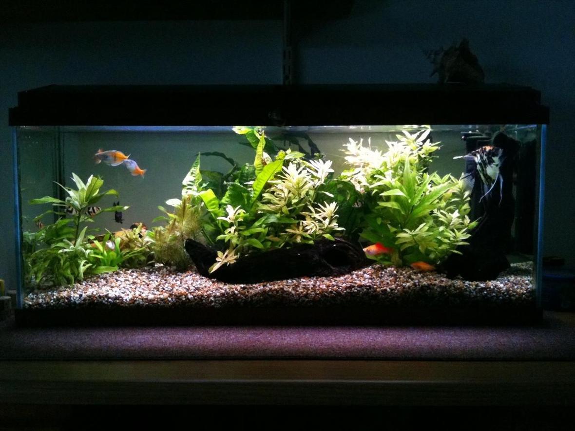22 gallons planted tank (mostly live plants and fish) - My tank.