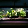 22 gallons planted tank (mostly live plants and fish) - My tank.