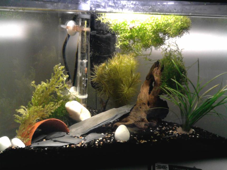 Rated #188: 75 Gallons Planted Tank - A 20 gallon tank with 2 german rams, female and male, small pleco and shrimp. Live plants, Cabomba, Wisteria, Myrio, sword, java moss and CrystalwortRiccia