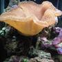 corals inverts - sarcophyton sp. - toadstool mushroom leather coral stocking in 60 gallons tank - my toad stool leather