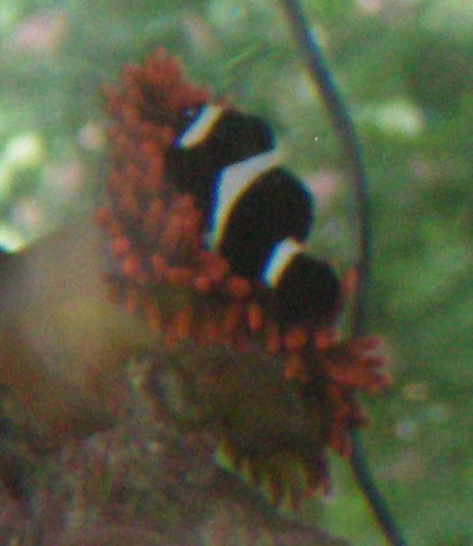 saltwater fish - amphiprion ocellaris var. - black and white ocellaris clownfish stocking in 60 gallons tank - the one and only time my black clown touched the annome.