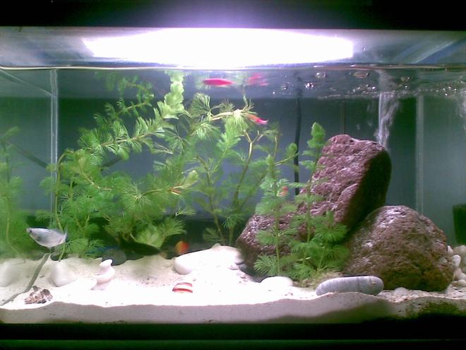 5 gallons planted tank (mostly live plants and fish) - 5 gallon tank with glofish danios and mollies.

also planted with sessifloras :)

my lighting is a 10000k cfl bulb