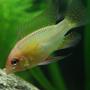 freshwater fish - mikrogeophagus ramirezi - german gold ram stocking in 29 gallons tank - golden ram