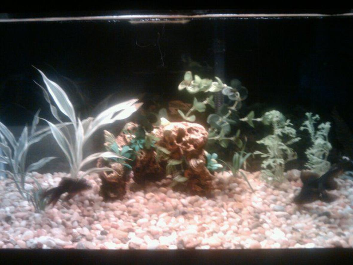 15 gallons planted tank (mostly live plants and fish) - 15 GAL, TOPFIN filtration, 2 black moors, one Pleco All live plants except for the one in the middle (was put in to seed my cycle)