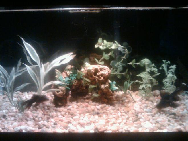 15 gallons planted tank (mostly live plants and fish) - 15 GAL, TOPFIN filtration, 
2 black moors, one Pleco
All live plants except for the one in the middle (was put in to seed my cycle)