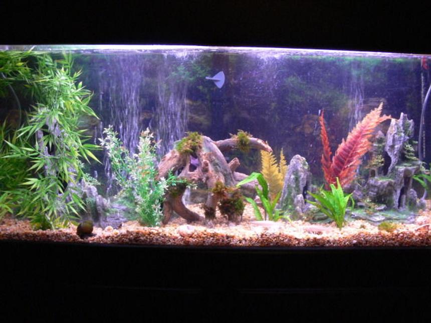 Rated #174: 60 Gallons Planted Tank - My 60 gallon that has both living and non-living plants. Fish are in here as well. :)