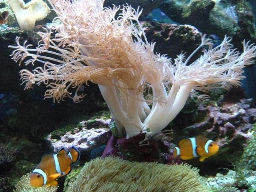 Rated #469: Corals Inverts - Xenia Sp. - White Pom Pom Xenia Stocking In 28 Gallons Tank - mated pair of clowns with xenia