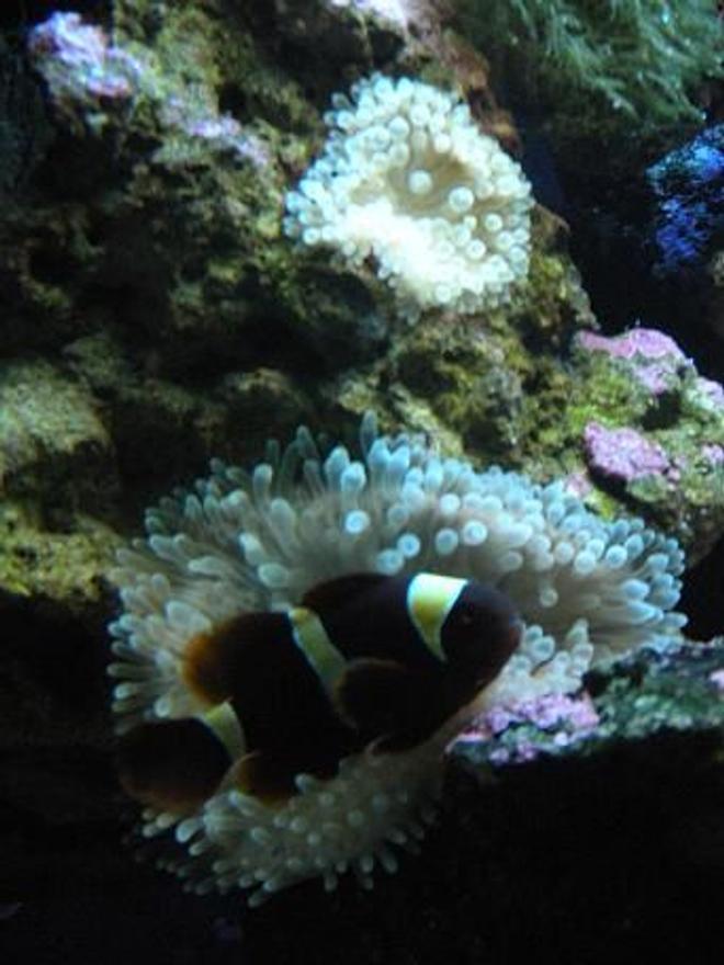 saltwater fish - premnas biaculeatus - yellowstripe maroon clownfish stocking in 28 gallons tank - gold banded maroon