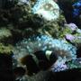 saltwater fish - premnas biaculeatus - yellowstripe maroon clownfish stocking in 28 gallons tank - gold banded maroon