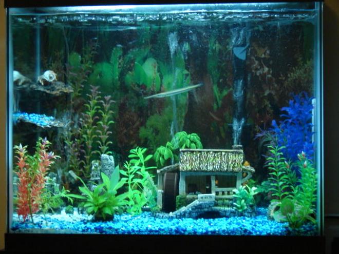 56 gallons freshwater fish tank (mostly fish and non-living decorations) - 56 gal tall fish tank