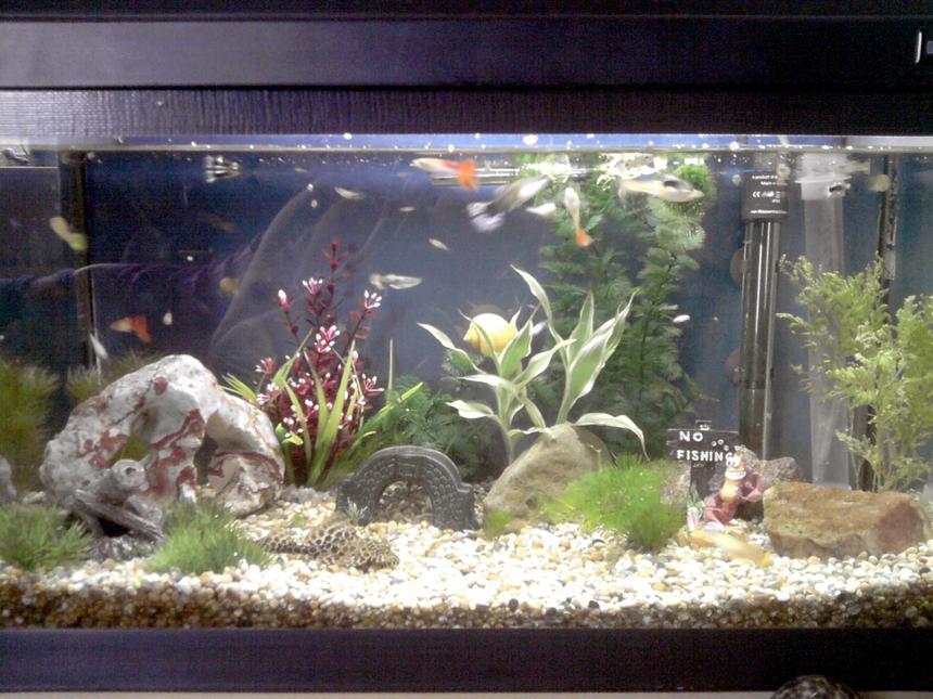 Rated #204: 16 Gallons Freshwater Fish Tank - Guppy tank.